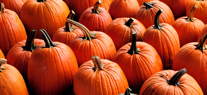 orange pumpkins 